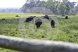 Grazing herd of cattle background