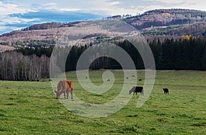 Grazing herd of cows on meadow pasture with autumn hill in Czech landscape