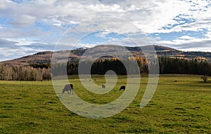 Grazing herd of cows on meadow pasture with autumn hill in Czech landscape