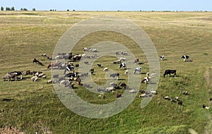 Grazing herd of cows and sheep