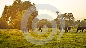 Grazing herd of horses in meadow