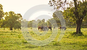 Grazing herd of horses in meadow