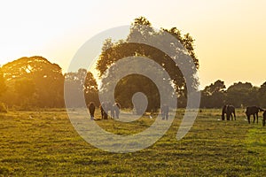 Grazing herd of horses in meadow