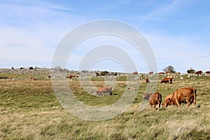 Grazing Hereford cattle, hillside farm in Cumbria