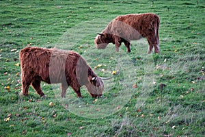 Grazing Highland Cows