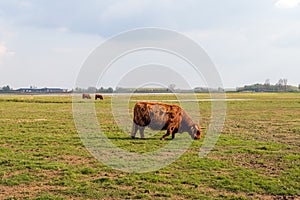 Grazing Highland cows in winter fur