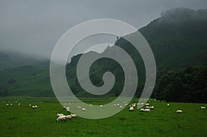 Grazing Highland Sheeps in Scotland