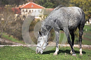 Grazing horse