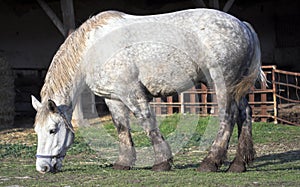 Grazing horse