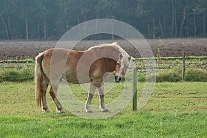 Grazing horse