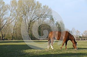 Grazing Horse