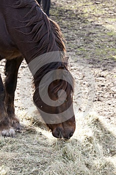 Grazing horse