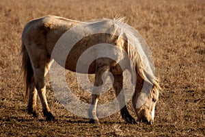 Grazing Horse