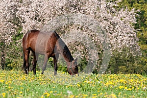 Grazing horse