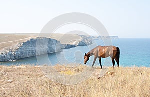 Grazing Horse