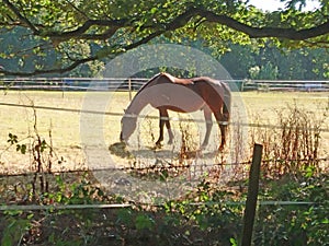 Grazing Horse