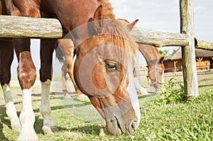 Grazing horse