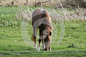 Grazing horse