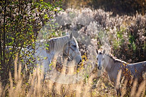 A grazing horse.