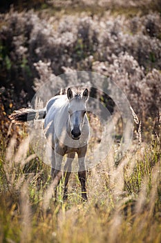 A grazing horse.