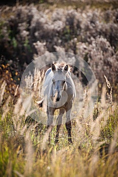 A grazing horse.
