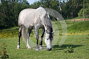 Grazing horse