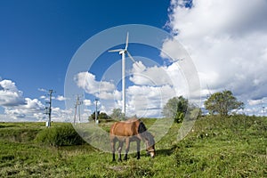 Grazing horse