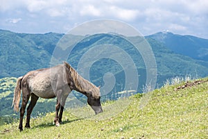 Grazing horse