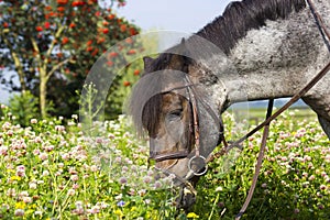 Grazing horse