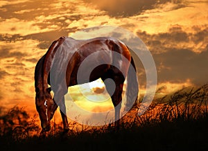 Grazing horse