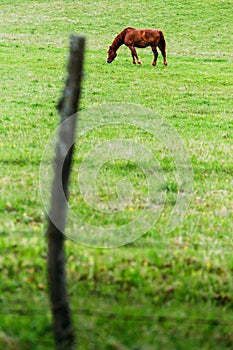 Grazing horse