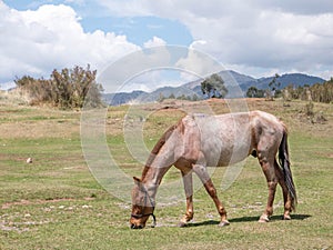 Grazing horse