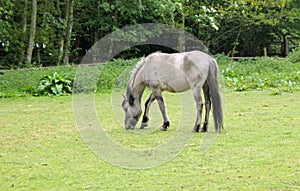 Grazing Horse