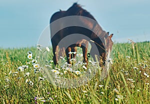 Grazing horse.