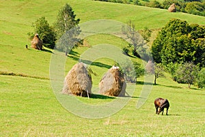 Grazing horse on beautiful green hills