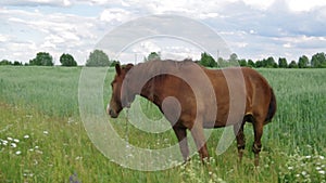 Grazing horse.Belarusian countryside.