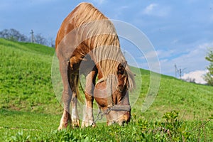 Grazing Horse with bridle on hillside