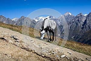 Grazing horse in the Caucasus Mountains