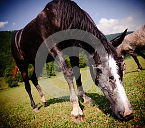 Grazing horse close-up