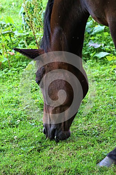 Grazing Horse Covered in Flies