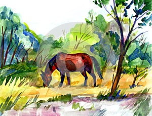 Grazing horse. Drawing with watercolor