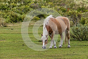 A grazing horse in the dune area on the Wadden island of Vlieland