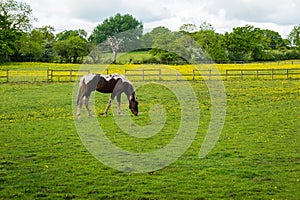 Grazing horse at farm