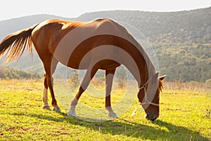 Grazing horse in the field.