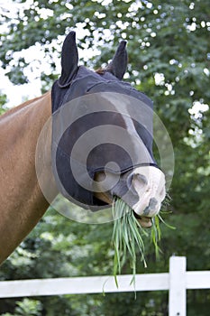 Grazing horse with fly mask