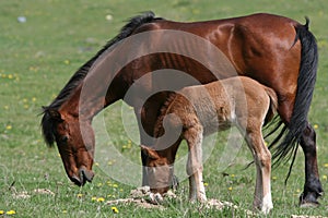 Grazing horse and foal