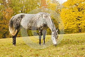 Grazing horse on a glade