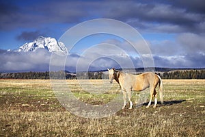 Grazing horse in the Grand Teton National Park, Wyoming, USA