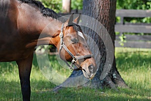 Grazing Horse with Grass Sticking out of His Mouth