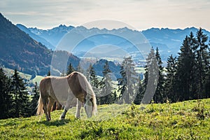 Grazing horse on a grassy hill against a mountain landscape
